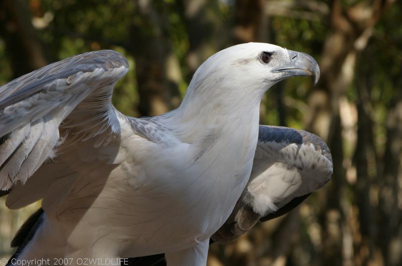 White-bellied Sea-Eagle | Haliaeetus leucogaster photo