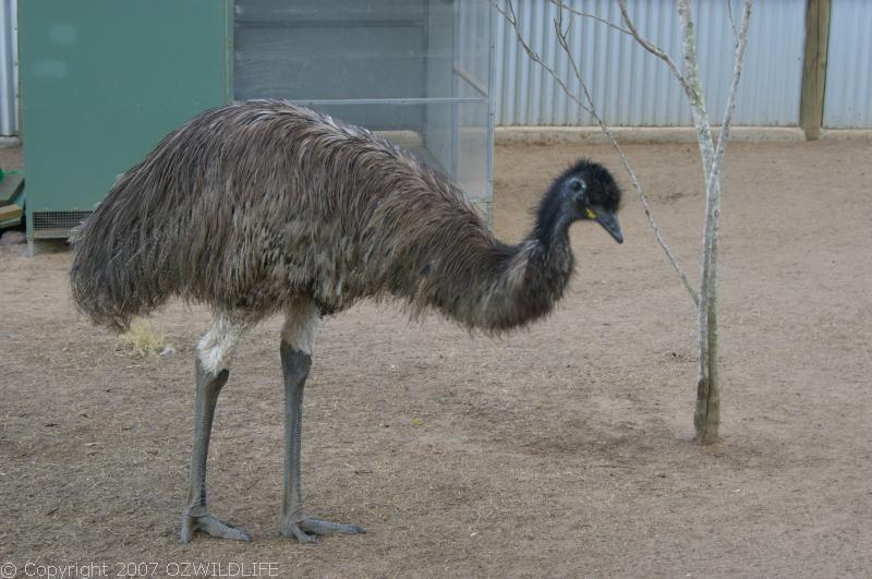 Emu | Dromaius novaehollandiae photo