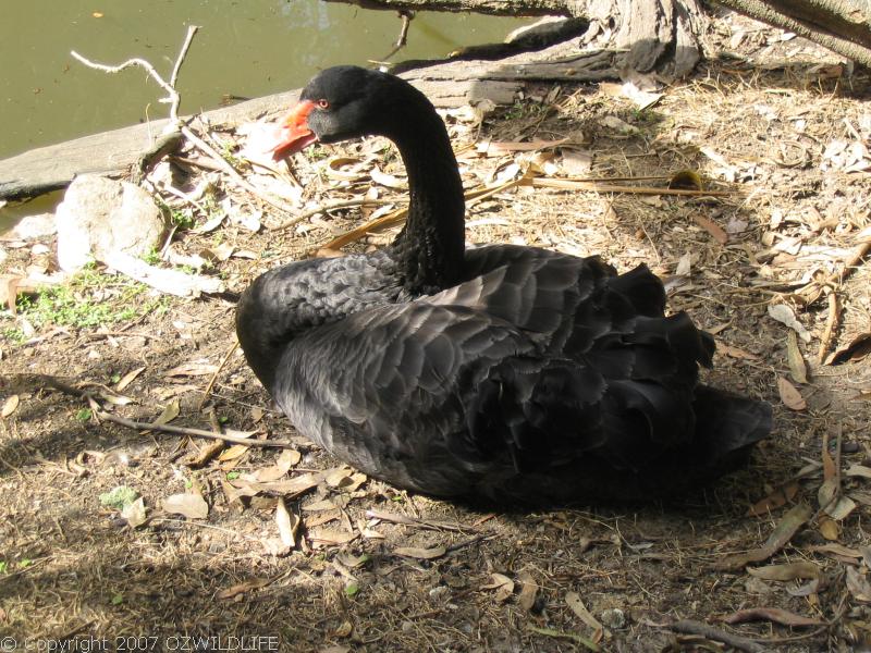 Black Swan | Cygnus atratus photo