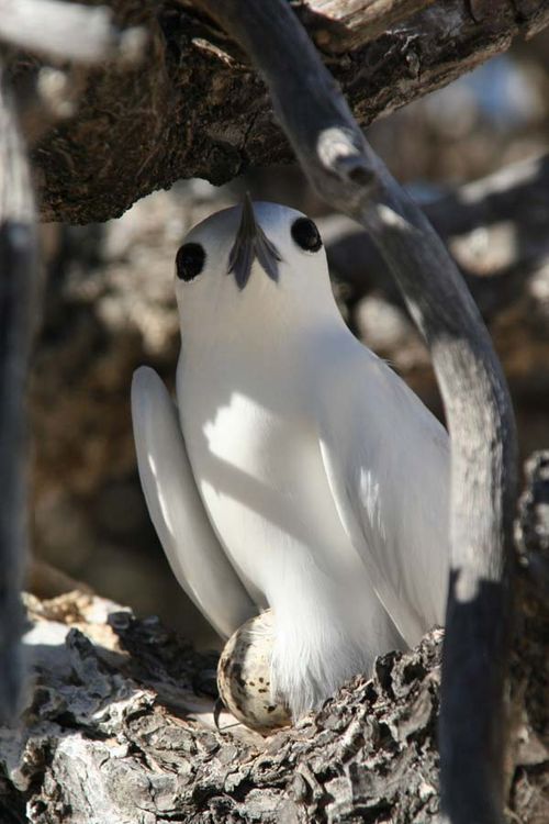 White Tern | Gygis alba photo