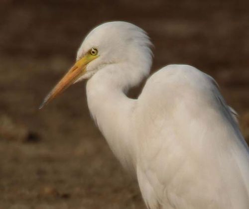 Intermediate Egret | Ardea intermedia photo