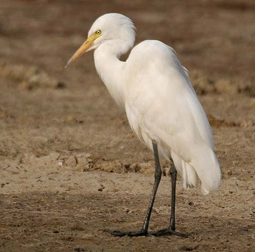 Intermediate Egret | Ardea intermedia photo