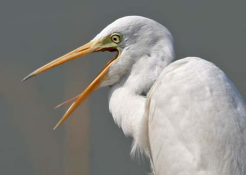 Intermediate Egret | Ardea intermedia photo