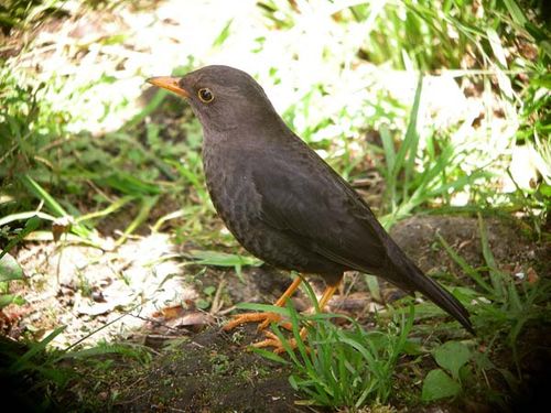 Island Thrush | Turdus poliocephalus photo