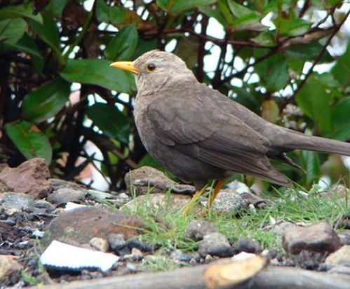 Island Thrush | Turdus poliocephalus photo