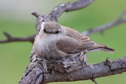 Jacky Winter | Microeca fascinans photo