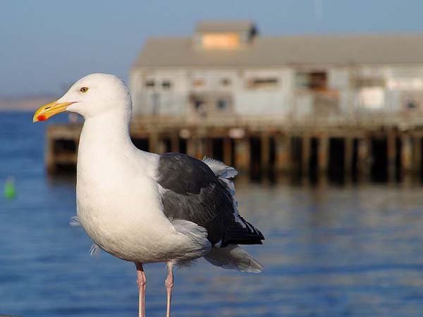 Kelp Gull | Larus dominicanus photo