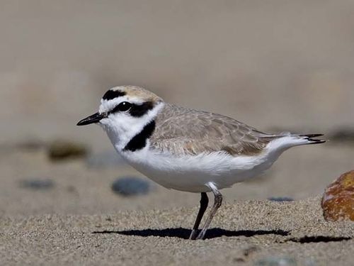 Kentish Plover | Charadrius alexandrinus photo