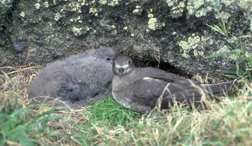 Kermadec Petrel | Pterodroma neglecta photo