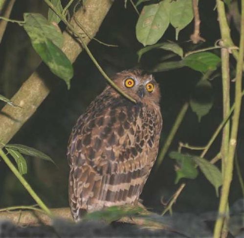 Buffy Fish-Owl | Ketupa ketupu photo