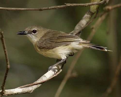 Large-billed Gerygone | Gerygone magnirostris photo