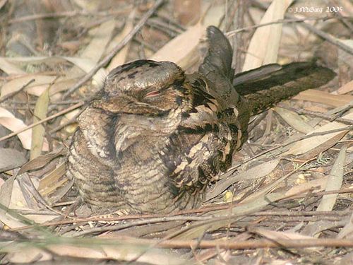 Large-tailed Nightjar | Caprimulgus macrurus photo