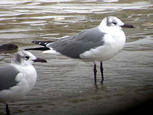 Laughing Gull | Larus atricilla photo