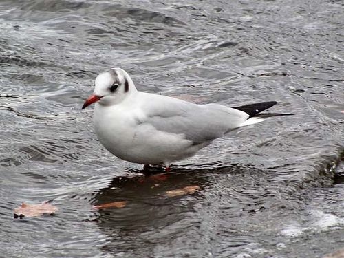 Black-headed Gull | Larus ridibundus photo