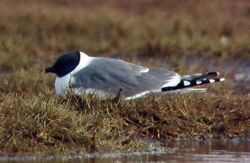 Sabines Gull | Xema sabini photo