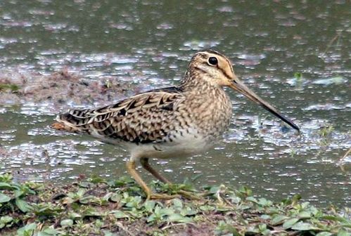 Lathams Snipe | Gallinago hardwickii photo