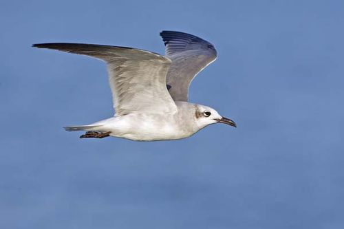 Laughing Gull | Larus atricilla photo