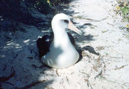 Laysan Albatross | Phoebastria immutabilis photo