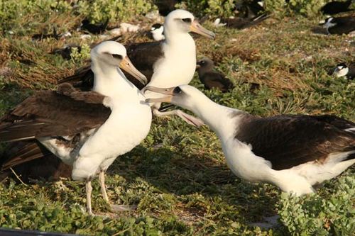 Laysan Albatross | Phoebastria immutabilis photo