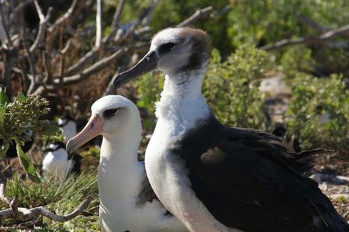 Laysan Albatross | Phoebastria immutabilis photo