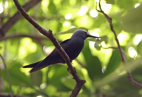 Lesser Noddy | Anous tenuirostris photo