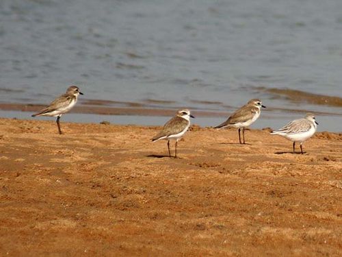 Lesser Sand Plover | Charadrius mongolus photo