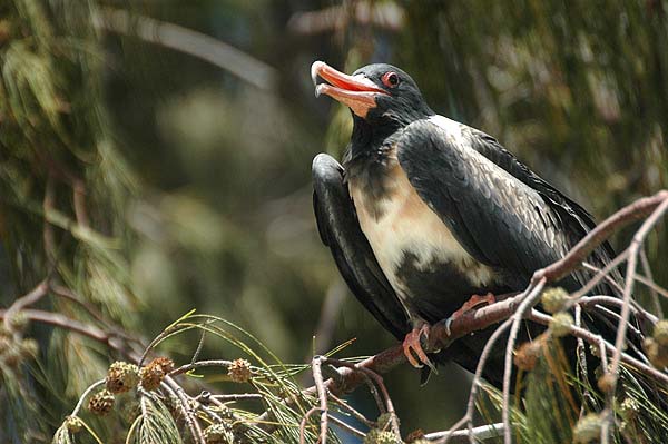 Lesser Frigatebird | Fregata ariel photo