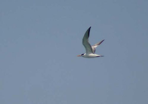 Lesser Crested Tern | Sterna bengalensis photo