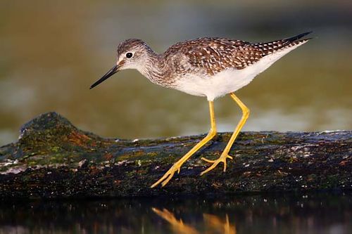 Lesser Yellowlegs | Tringa flavipes photo