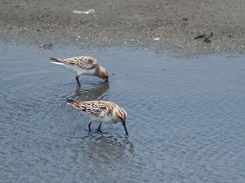 Broad-billed Sandpiper | Limicola falcinellus photo