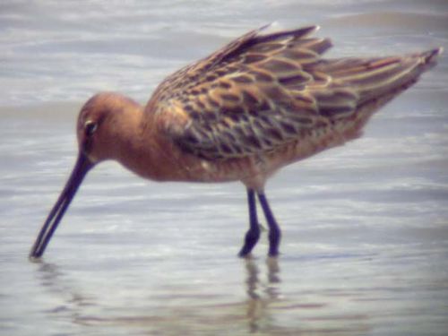 Asian Dowitcher | Limnodromus semipalmatus photo