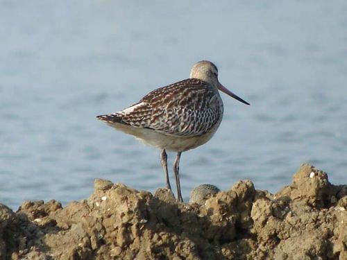 Bar-tailed Godwit | Limosa lapponica photo