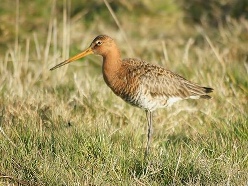 Black-tailed Godwit | Limosa limosa photo