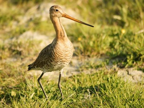 Black-tailed Godwit | Limosa limosa photo