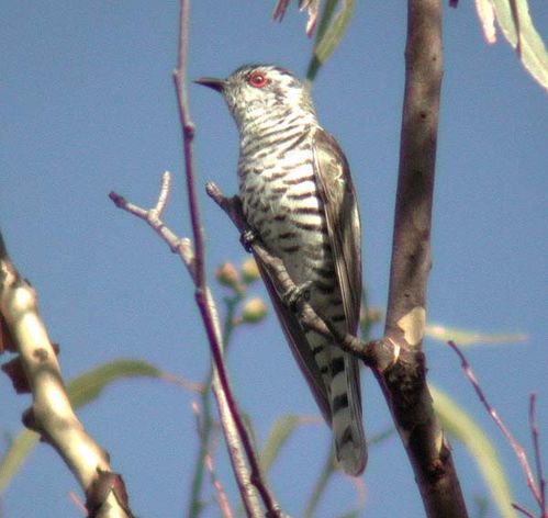 Little Bronze-Cuckoo | Chrysococcyx minutillus photo