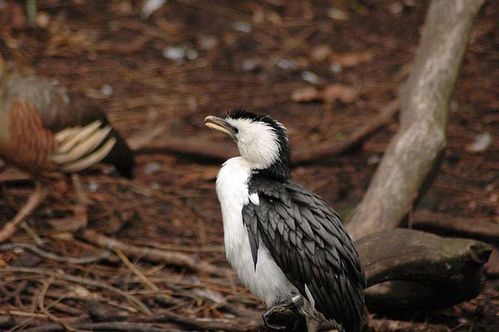 Little Pied Cormorant | Phalacrocorax melanoleucos photo