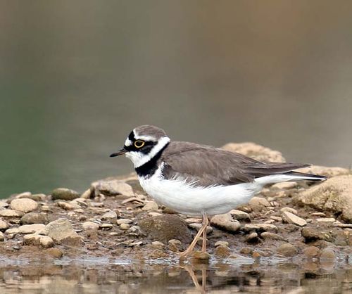 Little Ringed Plover | Charadrius dubius photo