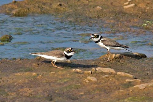 Little Ringed Plover | Charadrius dubius photo