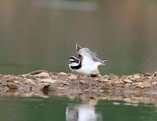 Little Ringed Plover | Charadrius dubius photo