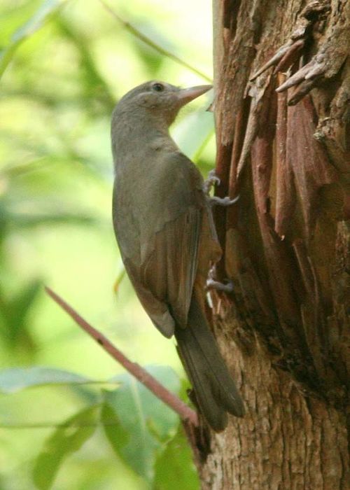 Little Shrike-thrush | Colluricincla megarhyncha photo