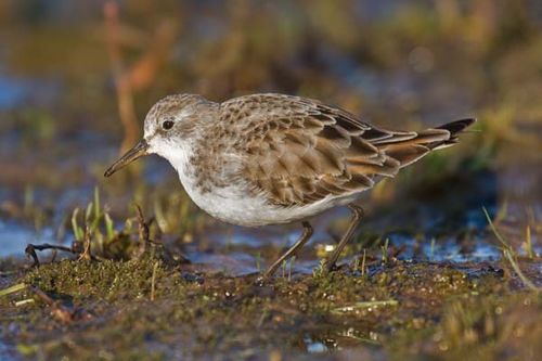 Little Stint | Calidris minuta photo