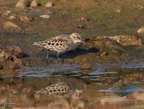 Little Stint | Calidris minuta photo