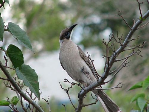 Little Friarbird | Philemon citreogularis photo