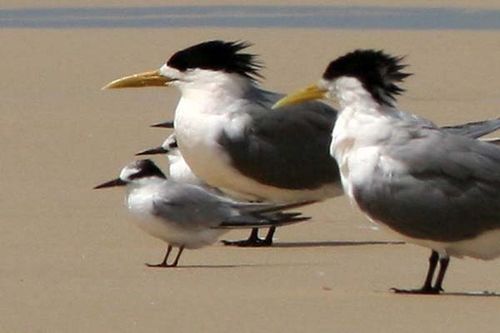 Little Tern | Sterna albifrons photo