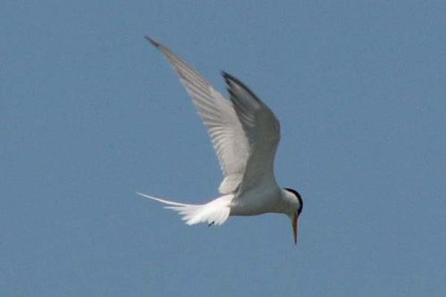 Little Tern | Sterna albifrons photo