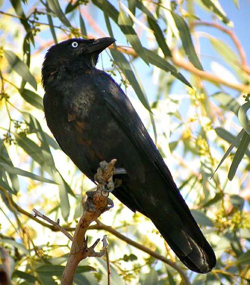 Little Crow | Corvus bennetti photo