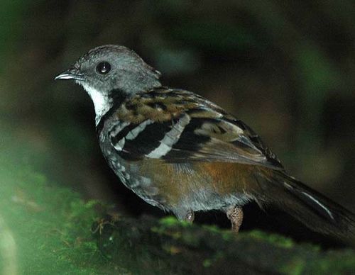 Southern Logrunner | Orthonyx temminckii photo