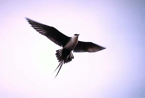 Long-tailed Jaeger | Stercorarius longicaudus photo