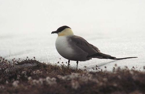 Long-tailed Jaeger | Stercorarius longicaudus photo