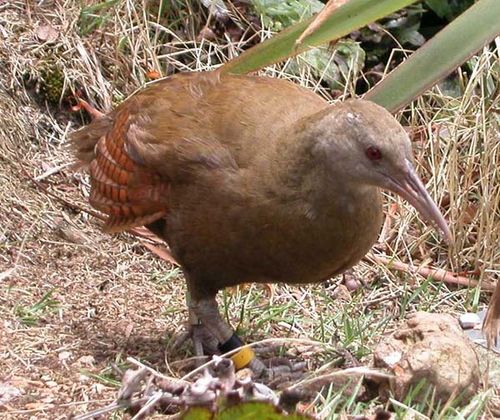 Woodhen | Gallirallus sylvestris photo